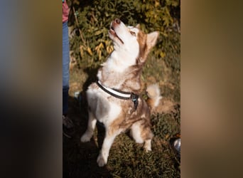 ♥ ARES ♥ schöner, charakterstarker, aber auch verschmuster Alaskan-Malamute-Rüde