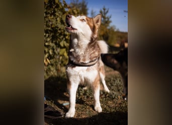 ♥ ARES ♥ schöner, charakterstarker, aber auch verschmuster Alaskan-Malamute-Rüde
