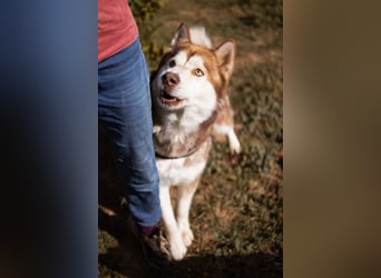 ♥ ARES ♥ schöner, charakterstarker, aber auch verschmuster Alaskan-Malamute-Rüde