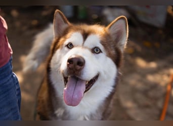 ♥ ARES ♥ schöner, charakterstarker, aber auch verschmuster Alaskan-Malamute-Rüde