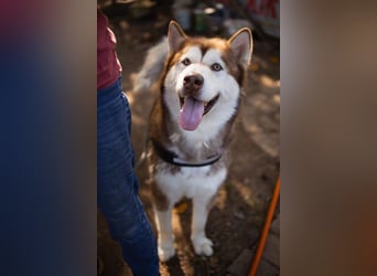 ♥ ARES ♥ schöner, charakterstarker, aber auch verschmuster Alaskan-Malamute-Rüde