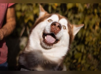 ♥ ARES ♥ schöner, charakterstarker, aber auch verschmuster Alaskan-Malamute-Rüde