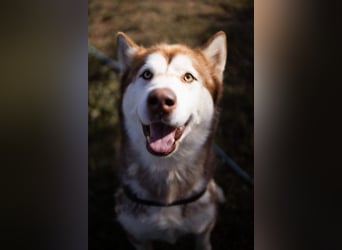 ♥ ARES ♥ schöner, charakterstarker, aber auch verschmuster Alaskan-Malamute-Rüde