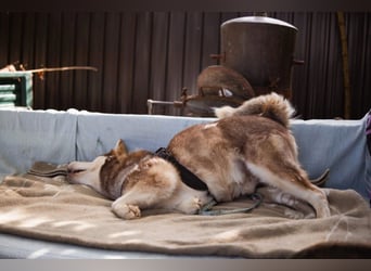 ♥ ARES ♥ schöner, charakterstarker, aber auch verschmuster Alaskan-Malamute-Rüde