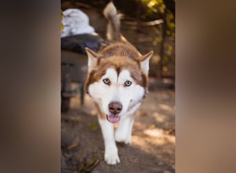 ♥ ARES ♥ schöner, charakterstarker, aber auch verschmuster Alaskan-Malamute-Rüde