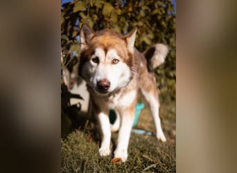 ♥ ARES ♥ schöner, charakterstarker, aber auch verschmuster Alaskan-Malamute-Rüde