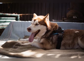♥ ARES ♥ schöner, charakterstarker, aber auch verschmuster Alaskan-Malamute-Rüde