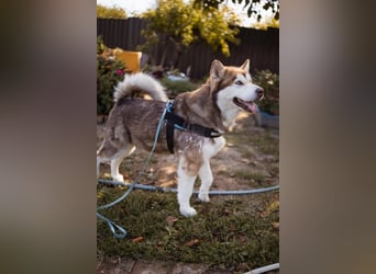 ♥ ARES ♥ schöner, charakterstarker, aber auch verschmuster Alaskan-Malamute-Rüde