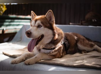 ♥ ARES ♥ schöner, charakterstarker, aber auch verschmuster Alaskan-Malamute-Rüde