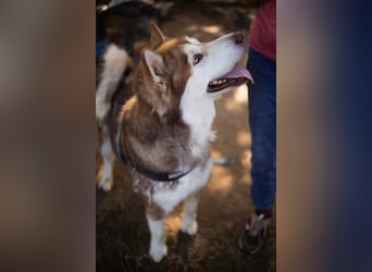 ♥ ARES ♥ schöner, charakterstarker, aber auch verschmuster Alaskan-Malamute-Rüde