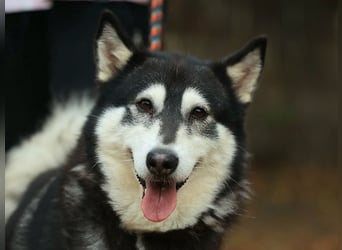 Kati, auf PS in 22043 Hamburg,  möchte ihr Herz verschenken