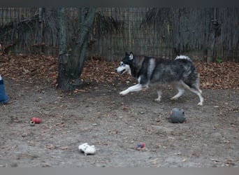 Kati, auf PS in 22043 Hamburg,  möchte ihr Herz verschenken