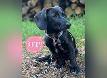 Dudda sucht eine Familie, gerne mit Kindern
