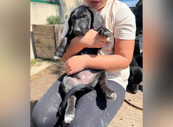 Dudda sucht eine Familie, gerne mit Kindern