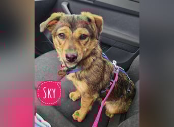 Sky ein schüchternes kleines Mädchen