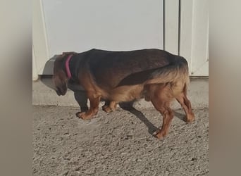 Niki ein fröhlicher kleiner Spatz