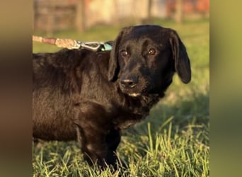 Cody der Allerliebste