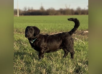 Cody der Allerliebste