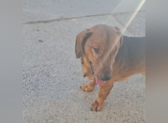 Niki ein fröhlicher kleiner Spatz