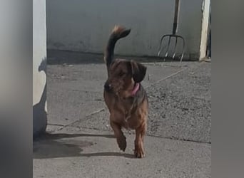 Niki ein fröhlicher kleiner Spatz