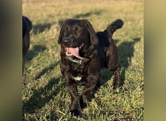 Cody der Allerliebste