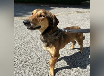 Yuri ein aussortierter Jagdhund