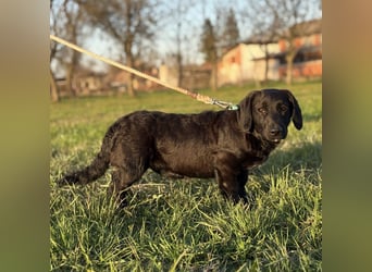 Cody der Allerliebste