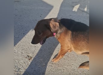 Niki ein fröhlicher kleiner Spatz