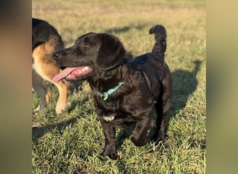 Cody der Allerliebste