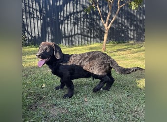 Cody ein kleiner zum Knuddeln