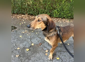 Yuri ein aussortierter Jagdhund