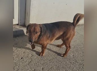 Niki ein fröhlicher kleiner Spatz