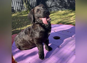 Cody ein kleiner zum Knuddeln