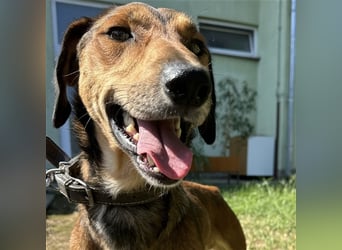 Yuri ein aussortierter Jagdhund