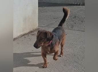 Niki ein fröhlicher kleiner Spatz