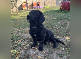 Cody ein kleiner zum Knuddeln