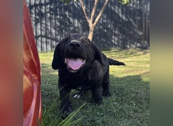 Cody ein kleiner zum Knuddeln