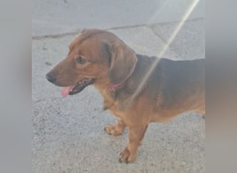 Niki ein fröhlicher kleiner Spatz