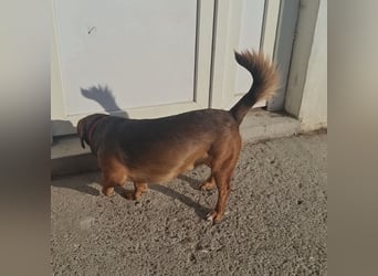 Niki ein fröhlicher kleiner Spatz
