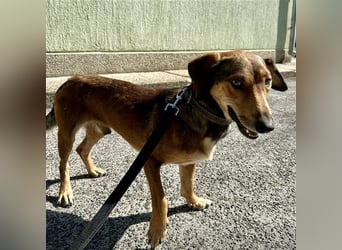 Yuri ein aussortierter Jagdhund