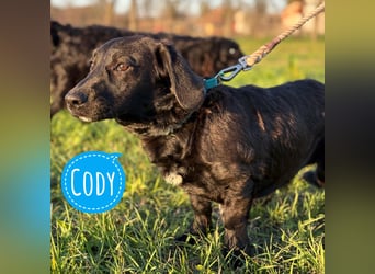 Cody der Allerliebste