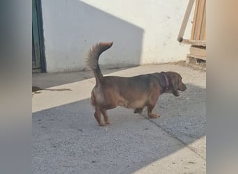 Niki ein fröhlicher kleiner Spatz