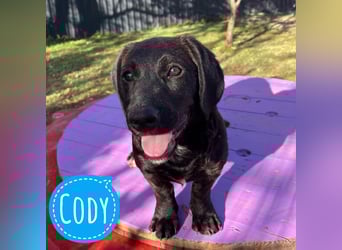 Cody ein kleiner zum Knuddeln