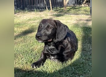 Cody ein kleiner zum Knuddeln
