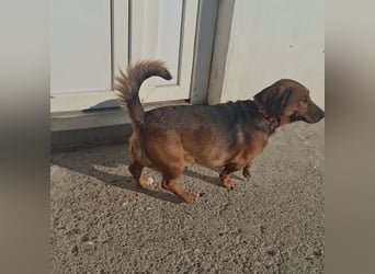 Niki ein fröhlicher kleiner Spatz