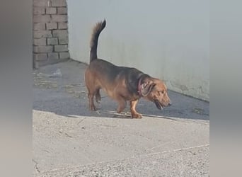 Niki ein fröhlicher kleiner Spatz