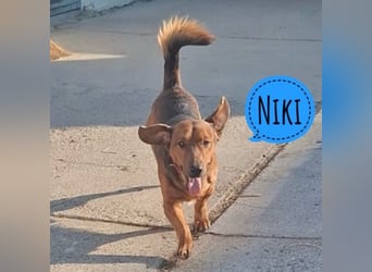 Niki ein fröhlicher kleiner Spatz
