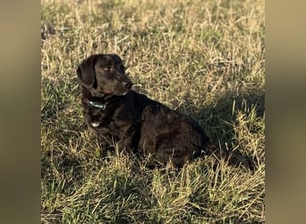 Cody der Allerliebste