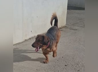 Niki ein fröhlicher kleiner Spatz