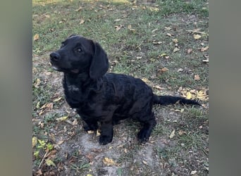 Cody ein kleiner zum Knuddeln